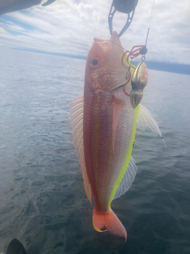 イトヨリダイの釣果