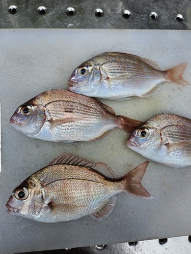 チャリコの釣果