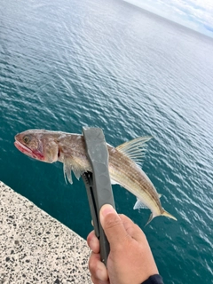 エソの釣果