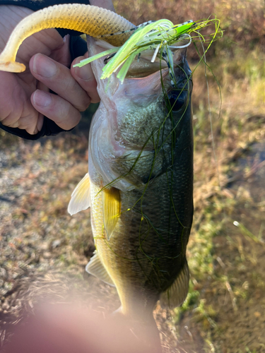 ブラックバスの釣果