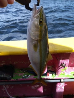 イナダの釣果