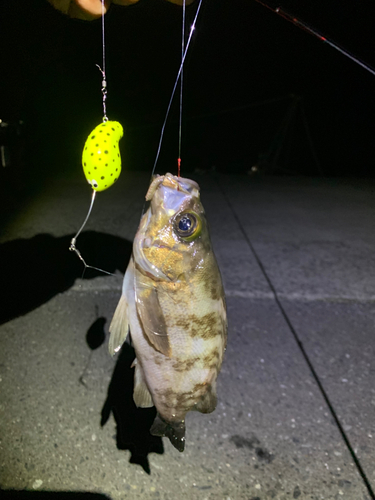 メバルの釣果