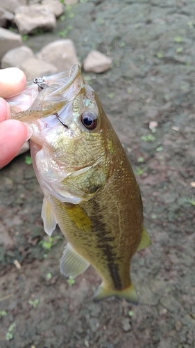 ラージマウスバスの釣果