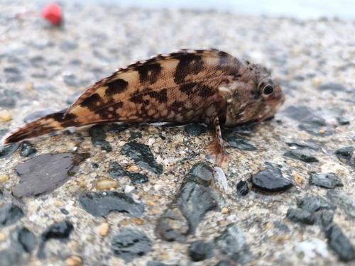 アラカブの釣果