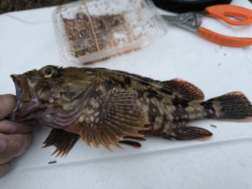 アラカブの釣果