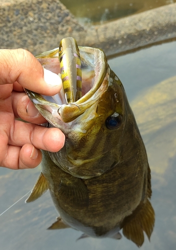 スモールマウスバスの釣果