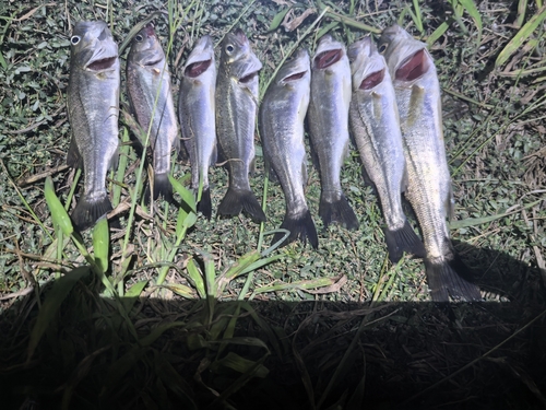 シーバスの釣果