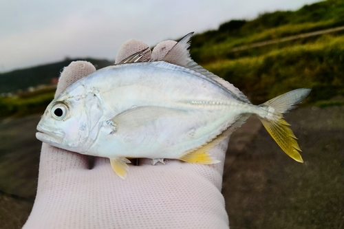 メッキの釣果