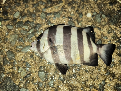 イシダイの釣果