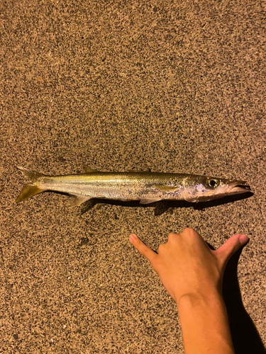 カマスの釣果