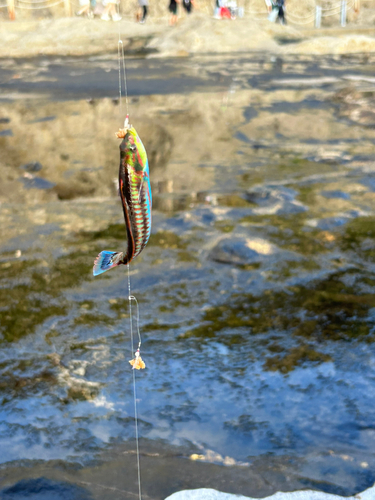 ベラの釣果