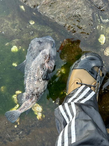 ハコフグの釣果