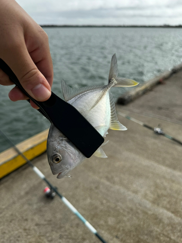 カイワリの釣果