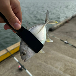 カイワリの釣果・釣り情報まとめ【2024年最新】 - アングラーズ | 釣果600万件の魚釣り情報サイト