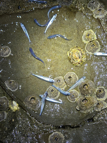 イワシの釣果