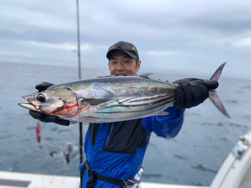 カツオの釣果