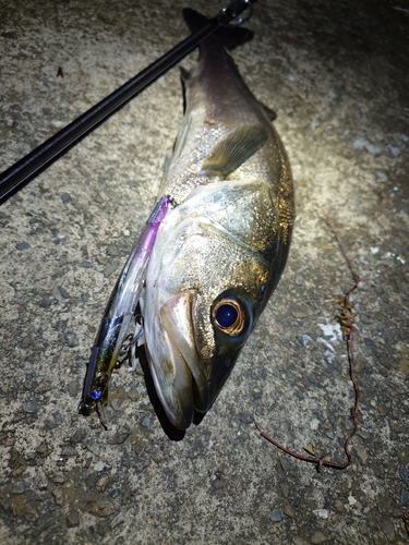 シーバスの釣果