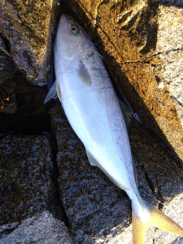 イナダの釣果