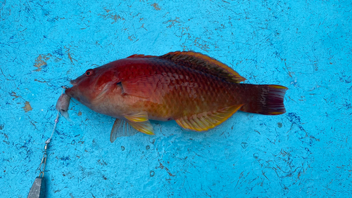 アカササノハベラの釣果