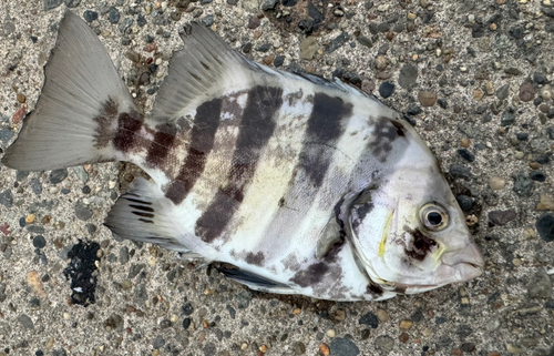 イシダイの釣果