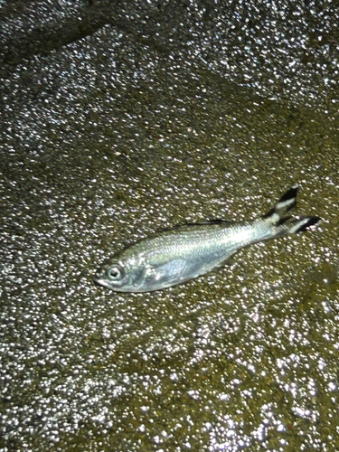 ギンユゴイの釣果