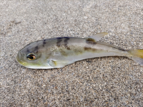 シロサバフグの釣果