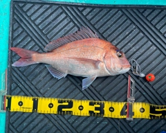 マダイの釣果