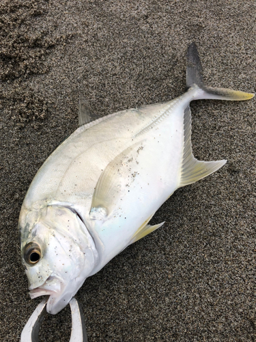 ロウニンアジの釣果