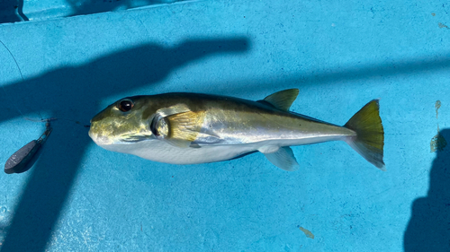 シロサバフグの釣果