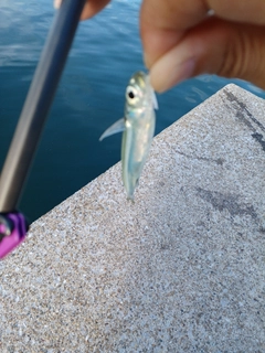 イワシの釣果