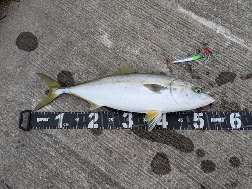 イナダの釣果