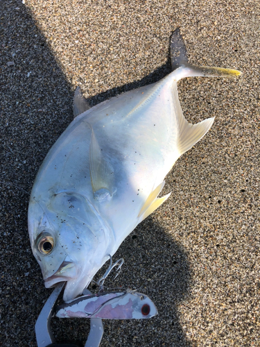 ロウニンアジの釣果