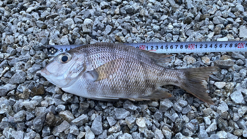 メイチダイの釣果