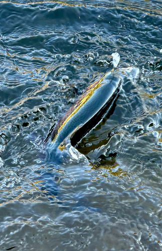 ニジマスの釣果