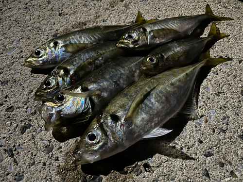 アジの釣果