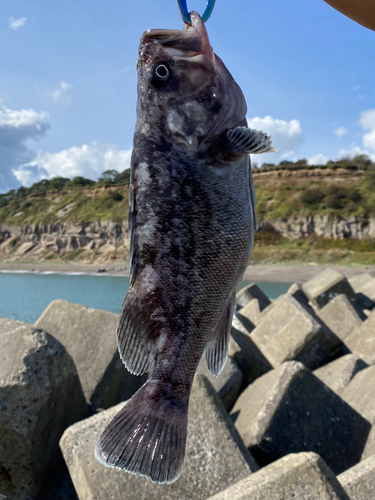 クロソイの釣果