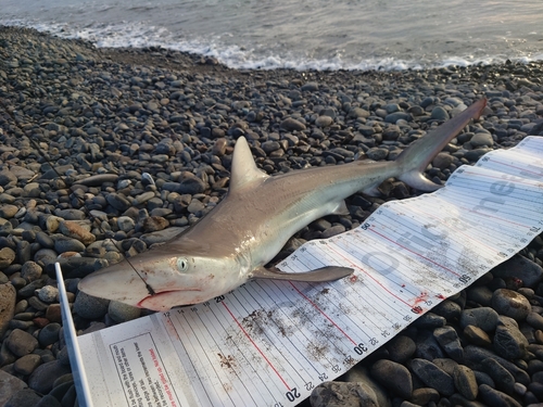 サメの釣果