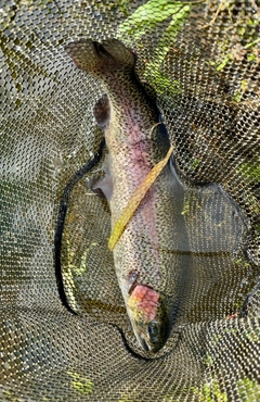 ニジマスの釣果