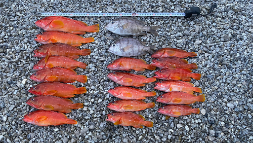 アカハタの釣果