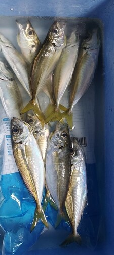 アジの釣果