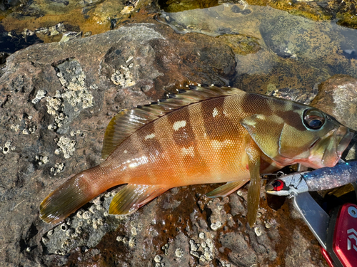 アコウの釣果