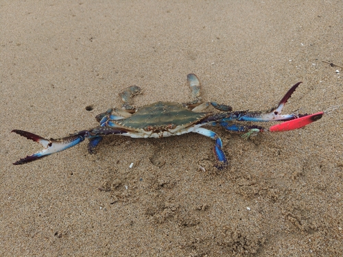 タイワンガザミの釣果