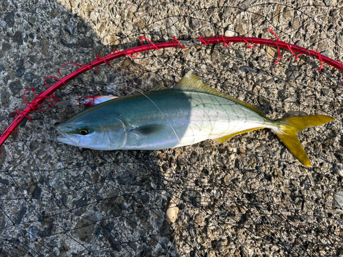 ツバスの釣果