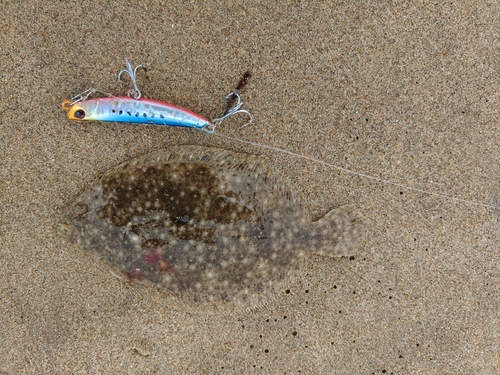 ソゲの釣果