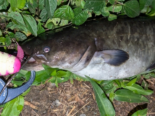 ナマズの釣果