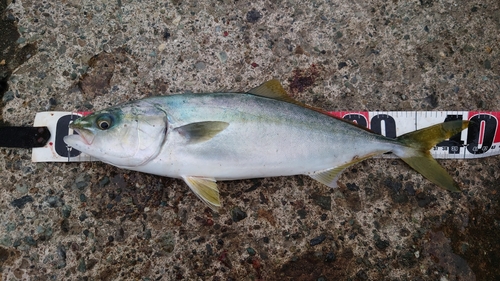 イナダの釣果