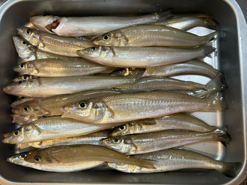 シロギスの釣果