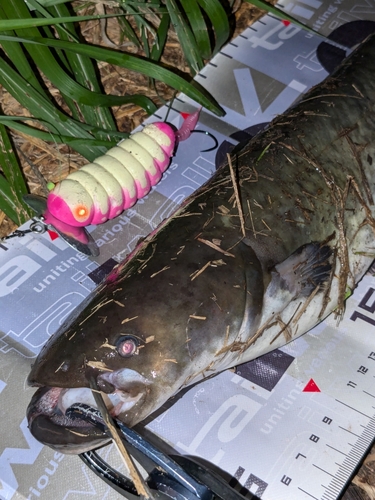 ナマズの釣果