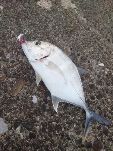 メッキの釣果