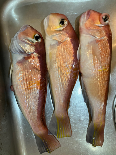 アマダイの釣果